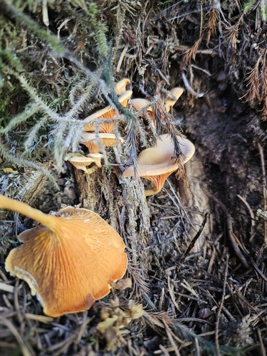 False Chanterelle