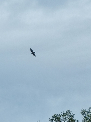 Common Buzzard