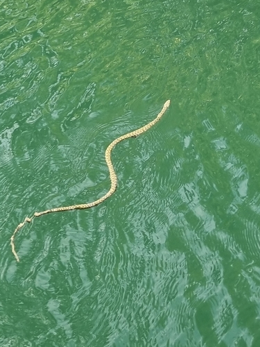 Tessellated Water Snake