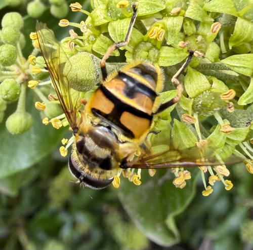 Yellow-haired Sun Fly