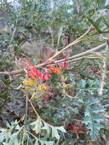 Fuchsia Grevillea