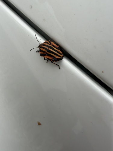 European Striped Shield Bug