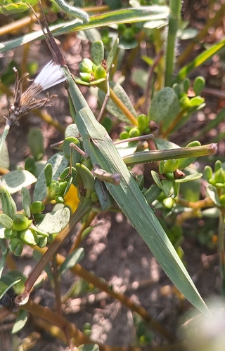 Mediterranean Slant-faced Grasshopper