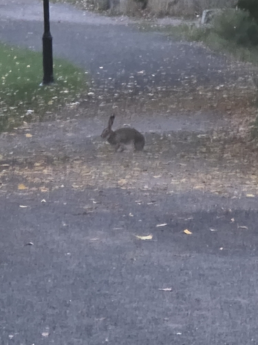 White-tailed Jackrabbit