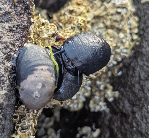 Nerita lineata observed 2026-09-25
