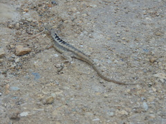 Microlophus occipitalis