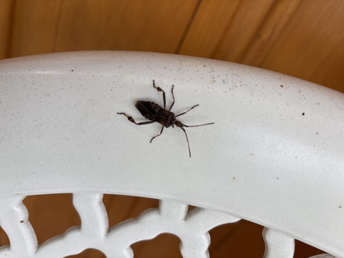 Western Conifer Seed Bug