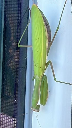European Mantis