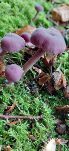 Amethyst Deceiver