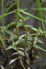 Gratiola virginiana
