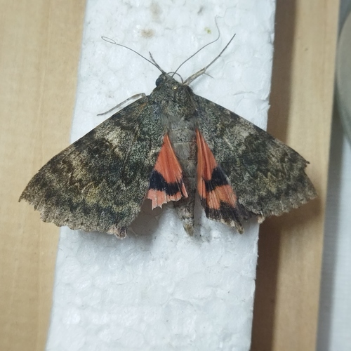 French Red Underwing