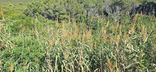 common reed