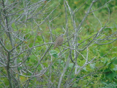 Columbina cruziana