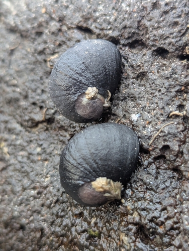 Nerita lineata observed 2026-09-25