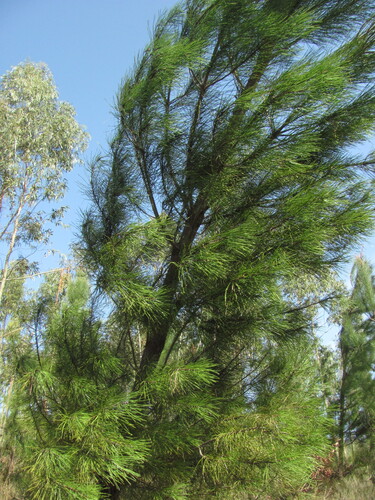 Pinus pinaster