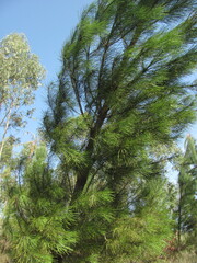 Pinus pinaster, photograph (c) zebedeugalinha, some rights reserved (CC BY)