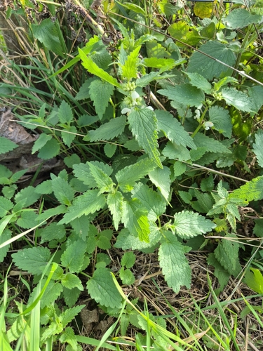 White deadnettle