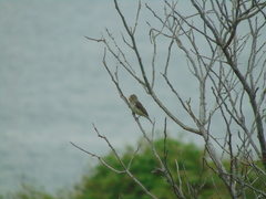 Sporophila peruviana
