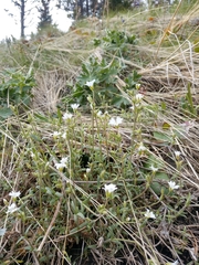 Cerastium beeringianum