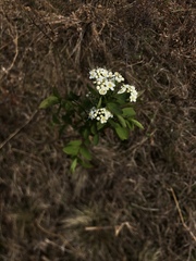 Spiraea flexuosa