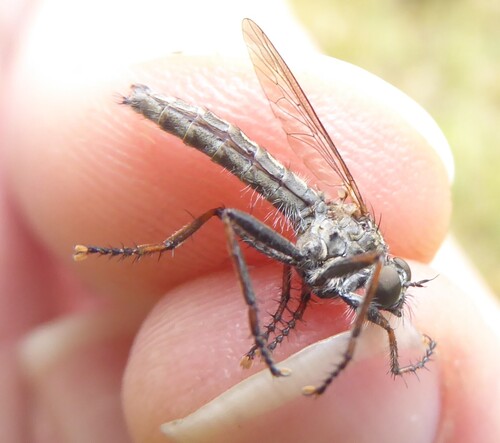 kite-tailed robberfly, Margraten, Netherlands, photo 5 of 10