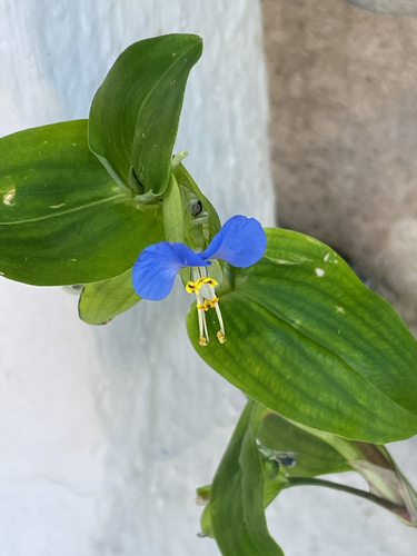 Asiatic dayflower