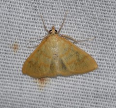 Helvibotys helvialis