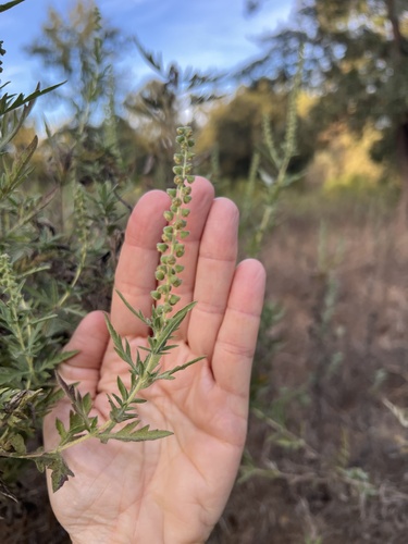 Ambrosia psilostachya, photograph 3