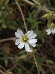 Cerastium beeringianum