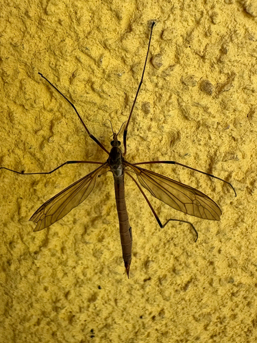 European Crane Fly