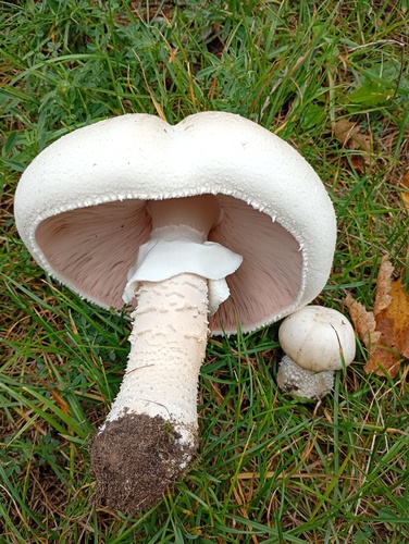 Macro Mushroom