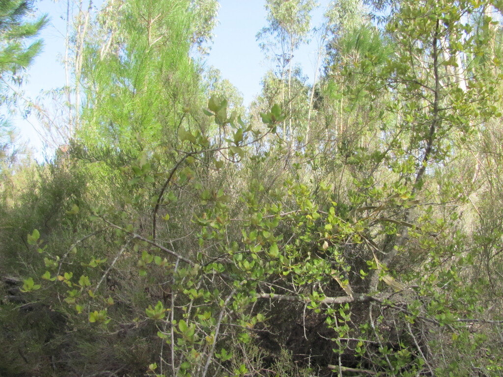 Quercus suber; photograph (c) zebedeugalinha, some rights reserved (CC BY)