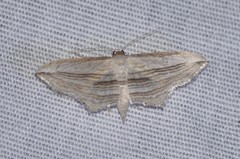 Arcobara multilineata