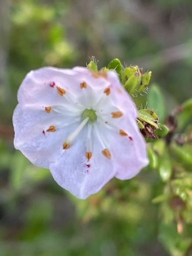 Kalmia hirsuta