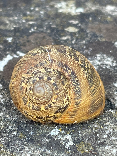 Garden Snail