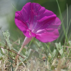 Ipomoea elongata