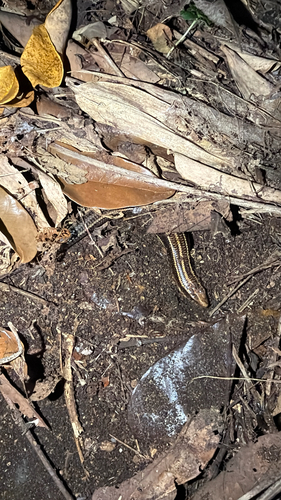 Shanghai Elegant Skink