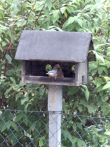 Eurasian Nuthatch