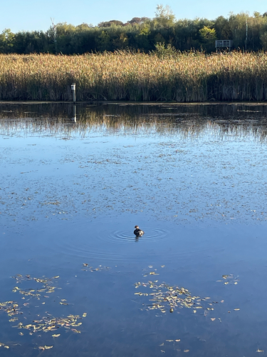 Pied-billed Grebe