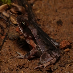 Incilius aucoinae