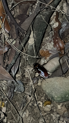 Australian Cockroach