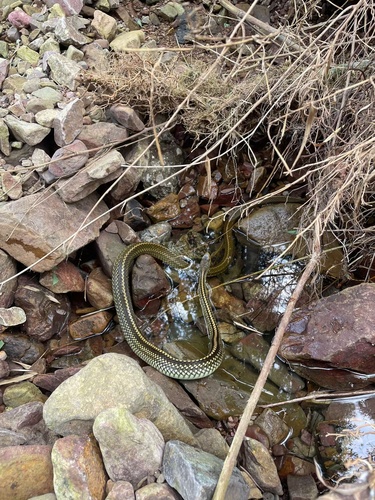 Big-Eyed Ratsnake