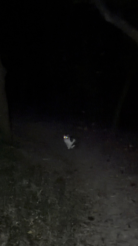 Domestic Cat