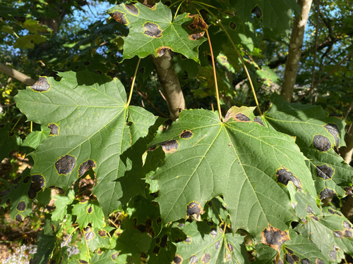 Norway maple