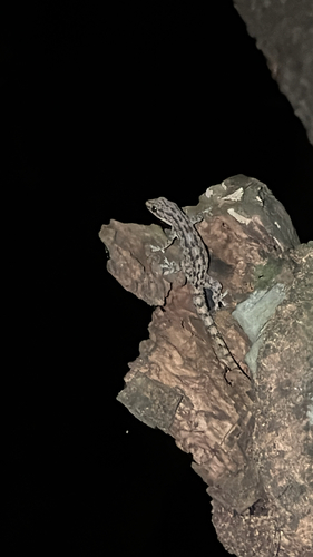 Asian House Gecko