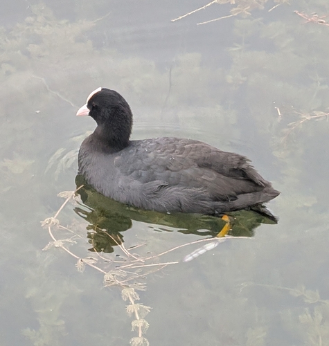 Eurasian Coot