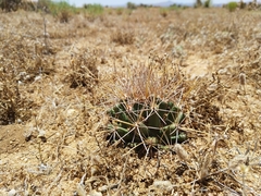 Coryphantha robustispina uncinata