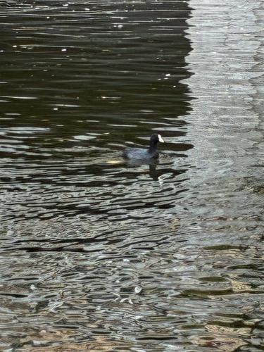 Eurasian Coot