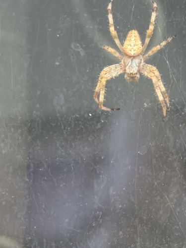 Cross Orbweaver