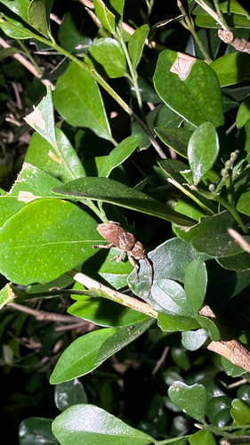 Pterolophia annulata
